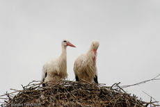 Weißstorch (17 von 20).jpg